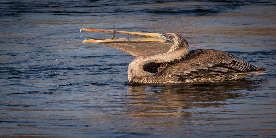 Pelican-California-West-Coast-Wildlife-Photography-by-Jim-Akers