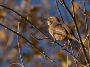 Blog_California Thrasher_Mouth Open