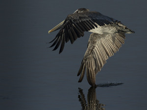 Graceful Wing Tipper