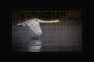 N_Power Wings Skim the Frozen Pond_Akers_Jim