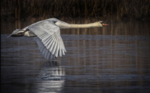 Power Wings_Denver1